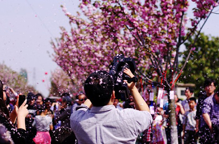 樱花节现场图片