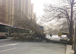 大风沙尘昨日袭击天津 刮倒大树