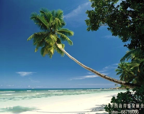 椰林海鲜二号码头_椰林飘香鸡尾酒_海鲜(2)