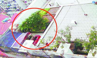 高楼天台竟然建了个“养鸡场”