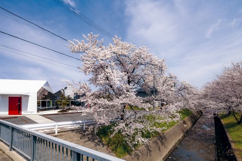盛開(kāi)的櫻花 盛開(kāi)的櫻花