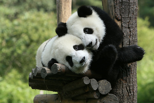天鸿万象新天携手济南动物园 大熊猫征名活动