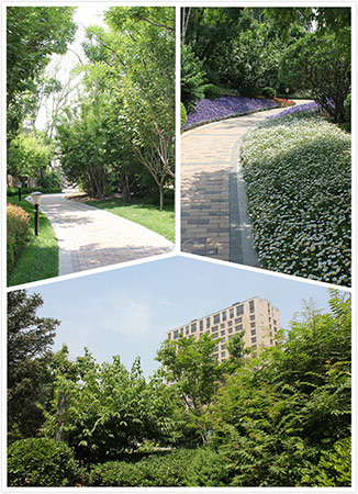 图为项目园林实景