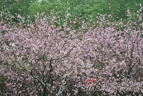 路劲御城赏龙湖品素斋百名别墅马岛行温情落养梅园业主无锡图片