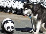 熊猫玩偶呼吁环保