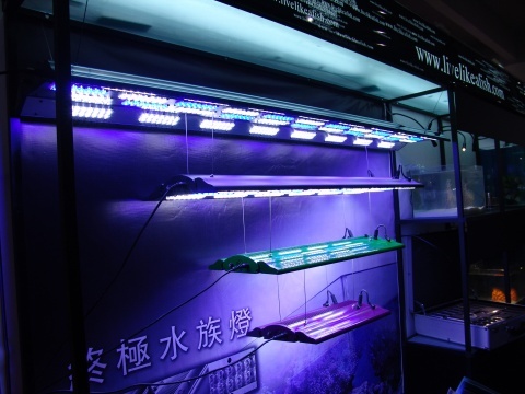 水族界的party 水族界的party