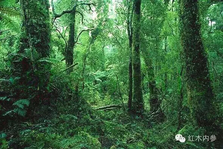 热带雨林