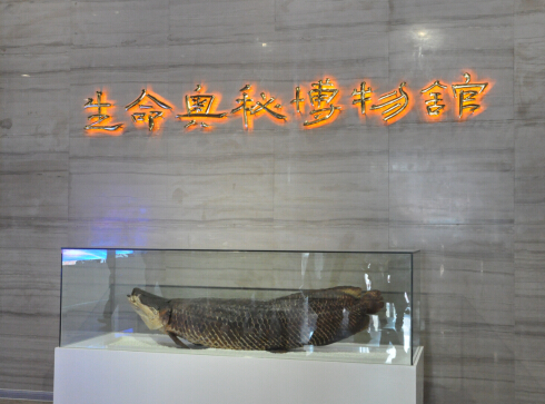 《博物館條例》出臺 生命奧秘博物館迎政策利好